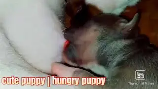 breastfeeding puppy | baby dog 