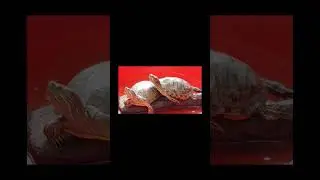 Юг.Лето на носу.Наши девочки.1й день, Лакшери спа процедуры.#красноухиечерепахи  #лето