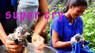 Monkey Bobby cry extremely during bathing!