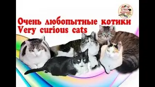 Очень любопытные котики. Very curious cats. Архивное видео 31.08.2023.