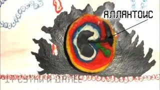 Образование внезародышевых органов