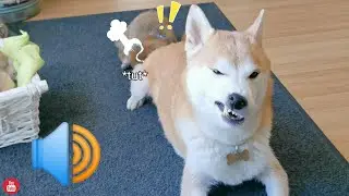 Did She Farto in Mah Mouth?