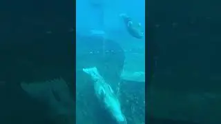 Моржи в Московском зоопарке