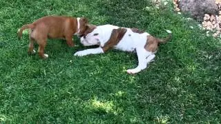 3 month old Staffordshire bull terrier puppies playing