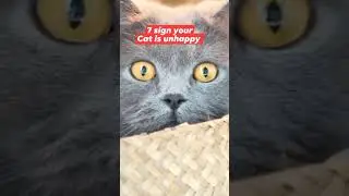 Is Your Cat Unhappy? #shorts