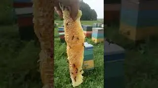 Медовый язык. Постоянно отваливается)))