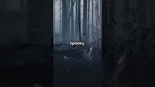 5 Most Chilling Forests Around the Globe!  |  Facts and Stories plus!