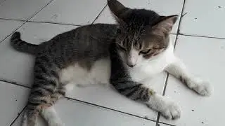 Stray Cat Is Waiting In Line For Lunch | Straycats | Feralcats