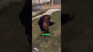 Эта Обезьяна Умнее Человека❤️