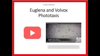 Euglena and Volvox Phototaxis