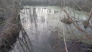 Розведення риби в джерельні воді.