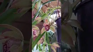 Тот случай, когда начала поливать и увидела неожиданный бонус! #будницветовода #цимбидиум #орхидеи