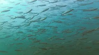 В ритме моря. Кефаль в потоке.