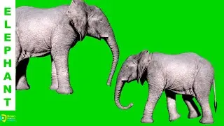 Elephant Green Screen | Green Screen Elephant | Green Screen Background (No Copyright)