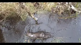 УДАЧНАЯ ОХОТА НА БОБРА осенью | Поймал сразу двух | ЧАСТЬ 1