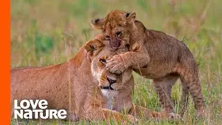Lost Lion Cub 