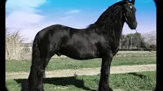 Цыганская песня 