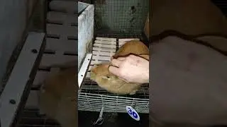 Как погладить Бастинду?