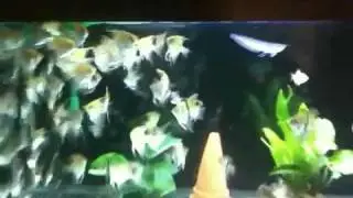 Angel fish bred from home
