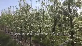 Груша Яблунивська - питомник Маценко