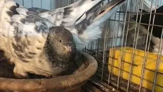 একটুর জন্য ডিমটা বেঁচে গেলো😂সাওন্ট বাড়িয়ে না সুনিলন#𝐒𝐮𝐦𝐨𝐧_𝐁𝐚𝐩𝐩𝐲_𝐏𝐢𝐠𝐞𝐨𝐧𝐬_𝐋𝐨𝐟𝐭