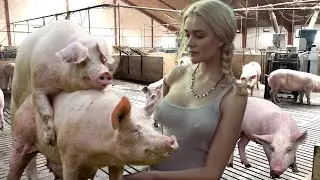 Pig Breeding Simplified with AI