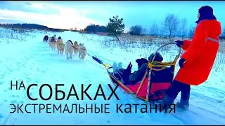 Экстремальные катания на собаках экстремальные гонки