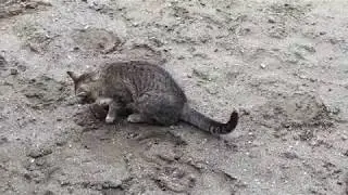 Մուկն ու կատուն - Mouse and cat