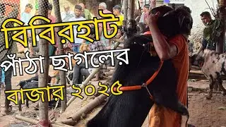 বিবিরহাট পাঁঠা ছাগলের বাজার ২০২৫ | বিবিরহাট পাঁঠা ছাগলের বাজার কি আগের মতো আছে?? #pathachagol #sagol