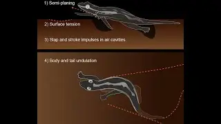 Geckos Race Across the Water’s Surface Using Multiple Mechanisms