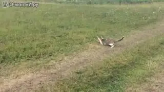 Кот ловит сусликов