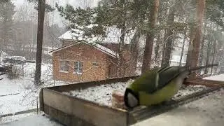 Деликатесы, в смысле - Сало, надоело, синицы переходят на молотые семечки.