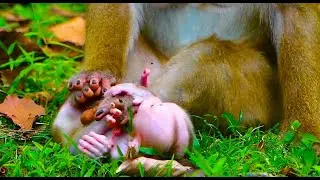 Kindly Get 0ut From Me Plz Baby|| Baby LUNO C_rying L0udly Till L0wer V0ice As Mom Pulling Him 0ut