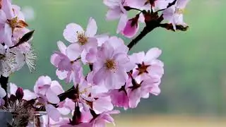 Nature - Blossoms, colorful flower