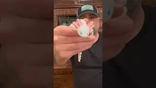 Axolotl….. 