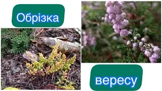 Коли та як потрібно обрізати верес?Початок цвітіння весняних квітів!