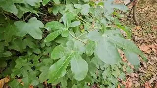 Liquidambar styraciflua 'Rotundiloba' ambroň západní