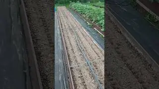 Посев моркови в середине июня для зимнего хранения