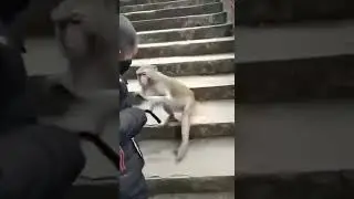 Funny monkey playing with boy Viral Pantti 2019