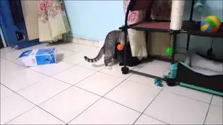 Zombie Final Stand 2017 cat movie