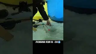 ЛОВИМ ЯЗЬ В -30 🥶 #рыбалка #река #поклевка #тайга #зима #подсечка #лунка #язь #здоровенныйязь