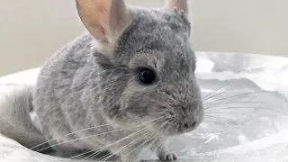 Chinchilla Dust Bath Competition!