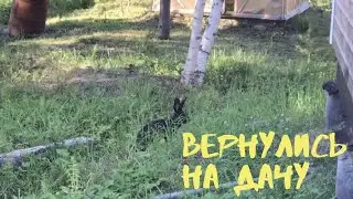Поездка в Мегу и вернулись на дачу