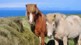 2 Beautiful Horses | #Shorts