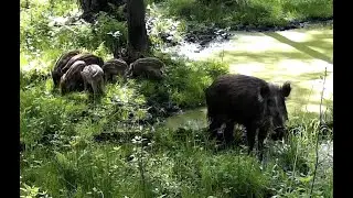 Разъяренная свинья защищает потомство от куста