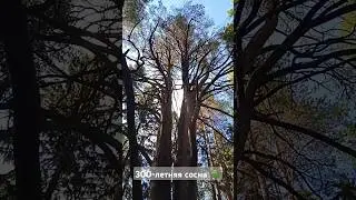 Место силы. Трехвековая сосна почти в Ижевске. #местосилы #древожизни #трехсотлетняясосна #ижевчанин