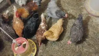 Утро в курятнике
