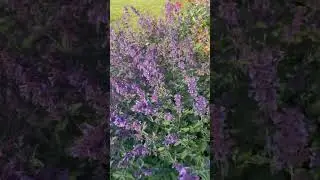 Abejas Polinizadoras en Dinamarca