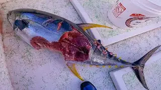 Shark Attack while FIshing Solo 30 miles Offshore
