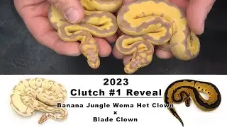 Clutch #1 Reveal - Banana Jungle Woma Het Clown x Blade Clown